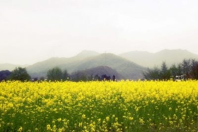 绝句